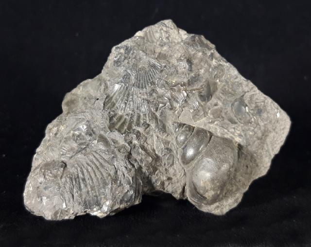 Tylotrochus subimbricata (ORBIGNY 1850) - Bild © FossNet FossilienStore